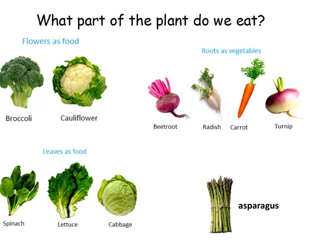 Resultado de imagen para we eat plant parts